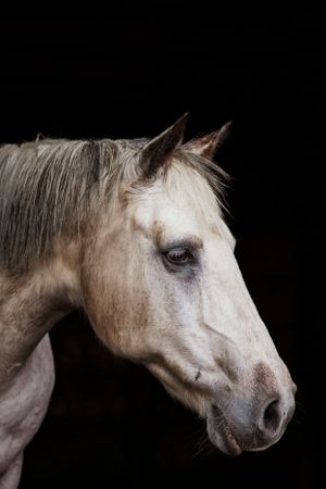 horse-photography