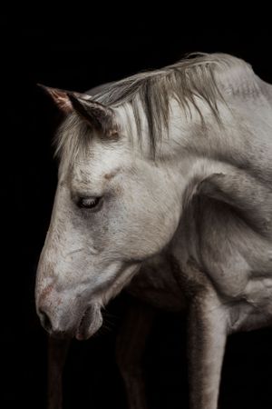 horse-photography