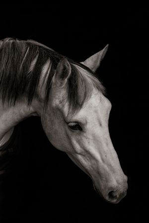 horse-photography