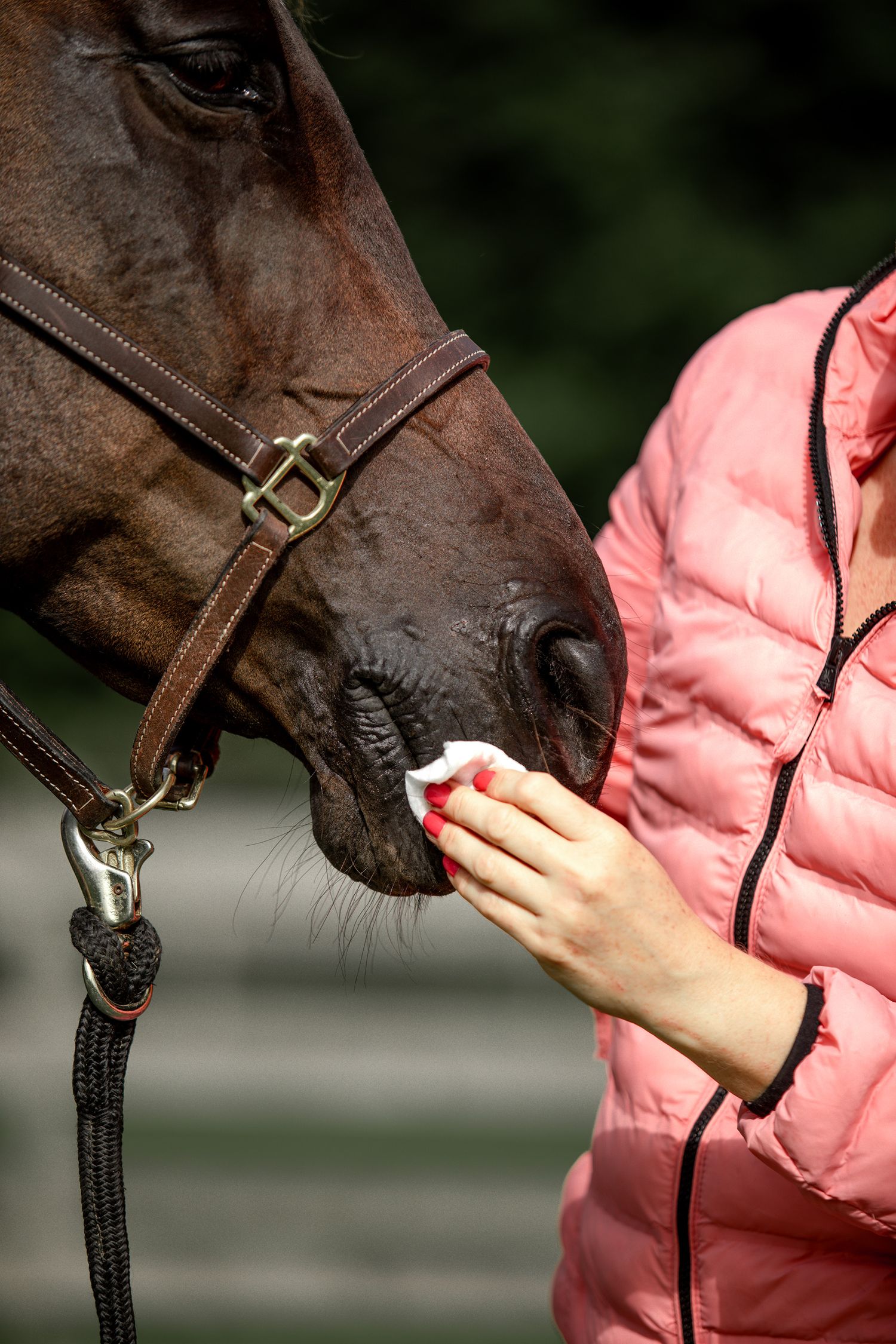Brown horse being fed a treat by someone wearing a pink puffy jacket.