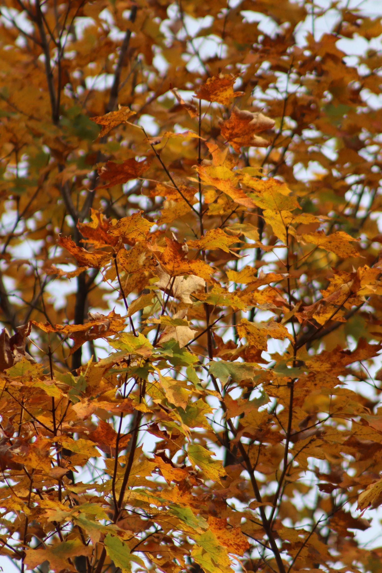 Autumn maple tree branches displaying vibrant orange and yellow leaves against a blurred natural background.