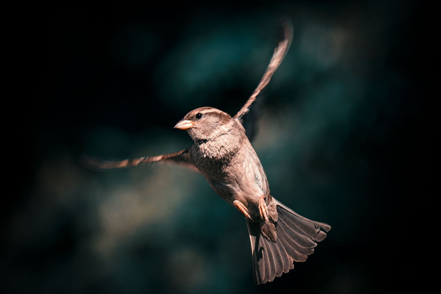 A sparrow in flight captured against a dark teal background with wings spread.