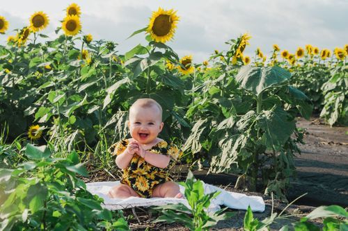 9 month milestone portrait session in Sunflower field. Grinter Farms Lawrence, Kansas. Kansas City area.