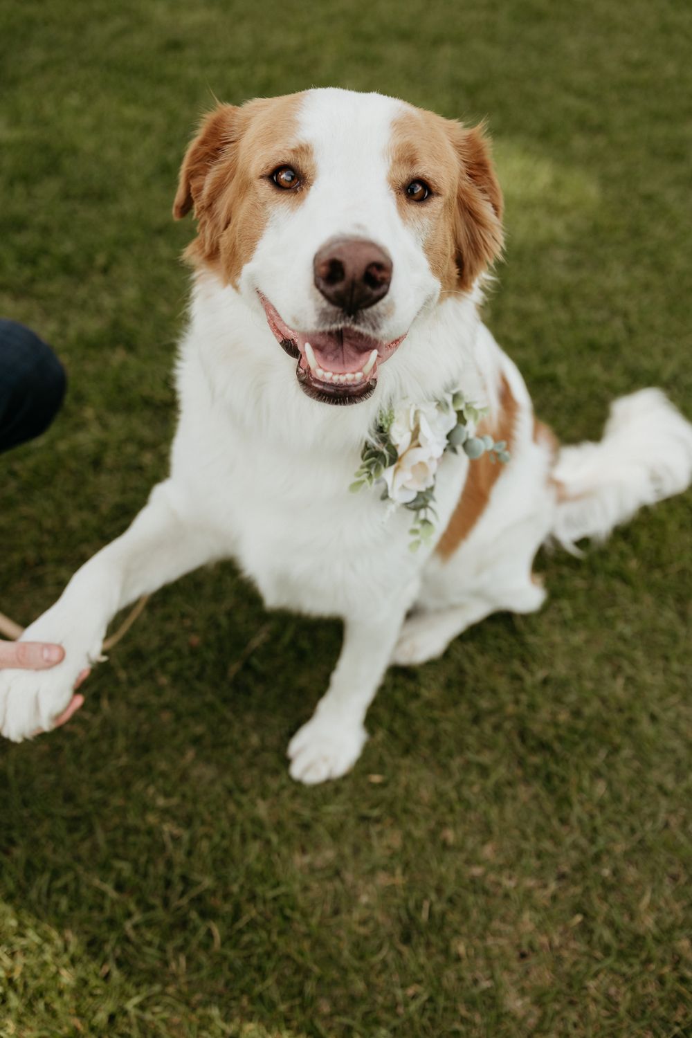 A joyful white and brown dog wearing floral accessories smiles at the camera on green grass.