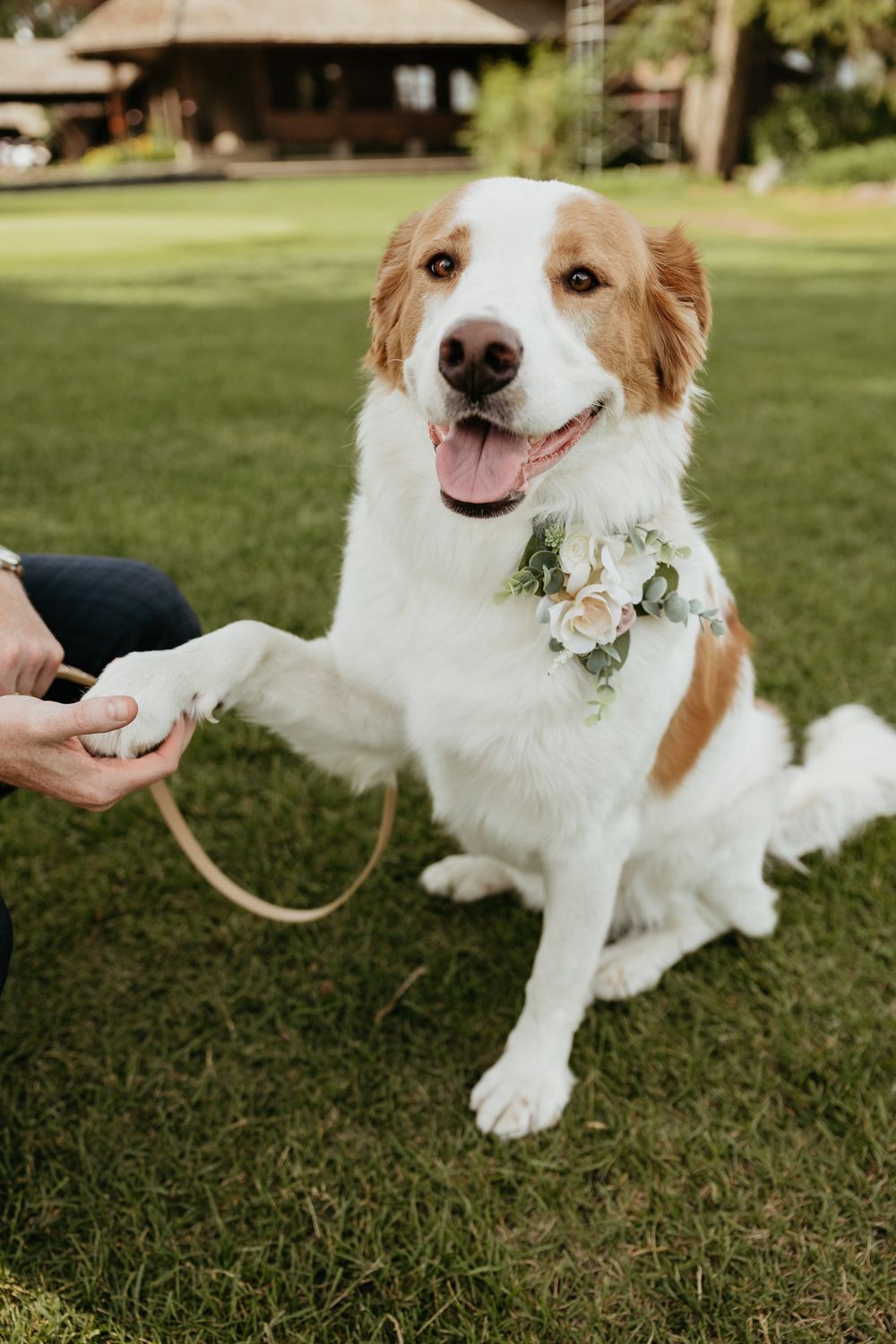 A cheerful dog with brown and white fur wears a floral collar while sitting on grass.