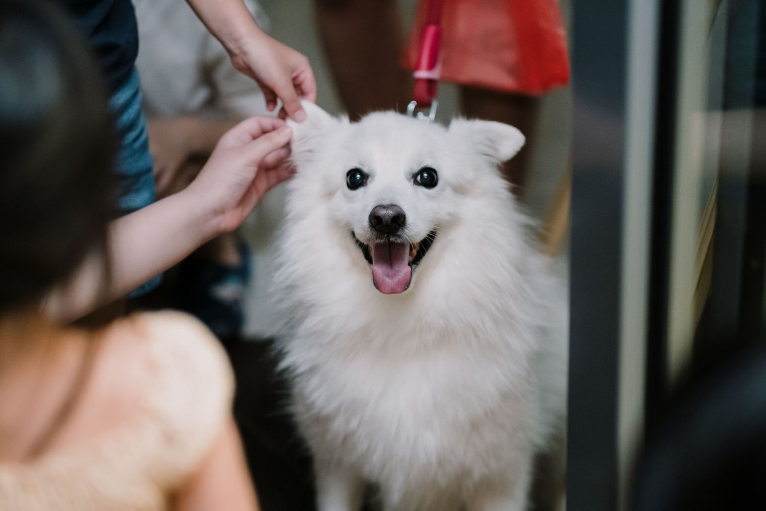 Happy white Japanese Spitz dog smiling at camera.