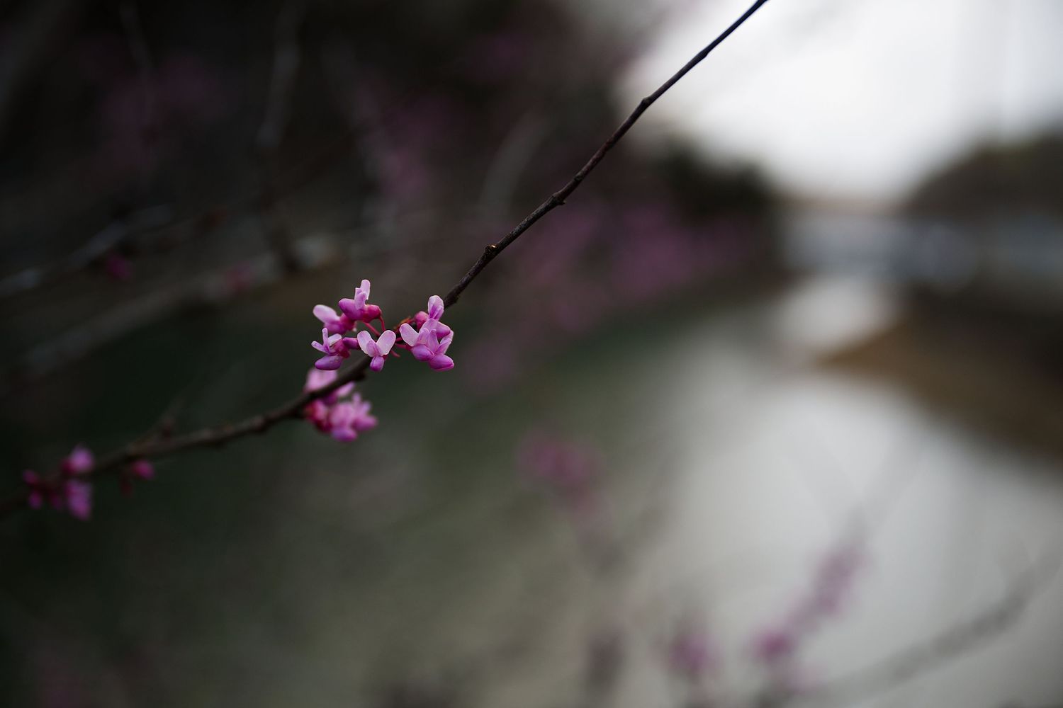 Purple flowers in a branch near Tennessee's Norris Dam
