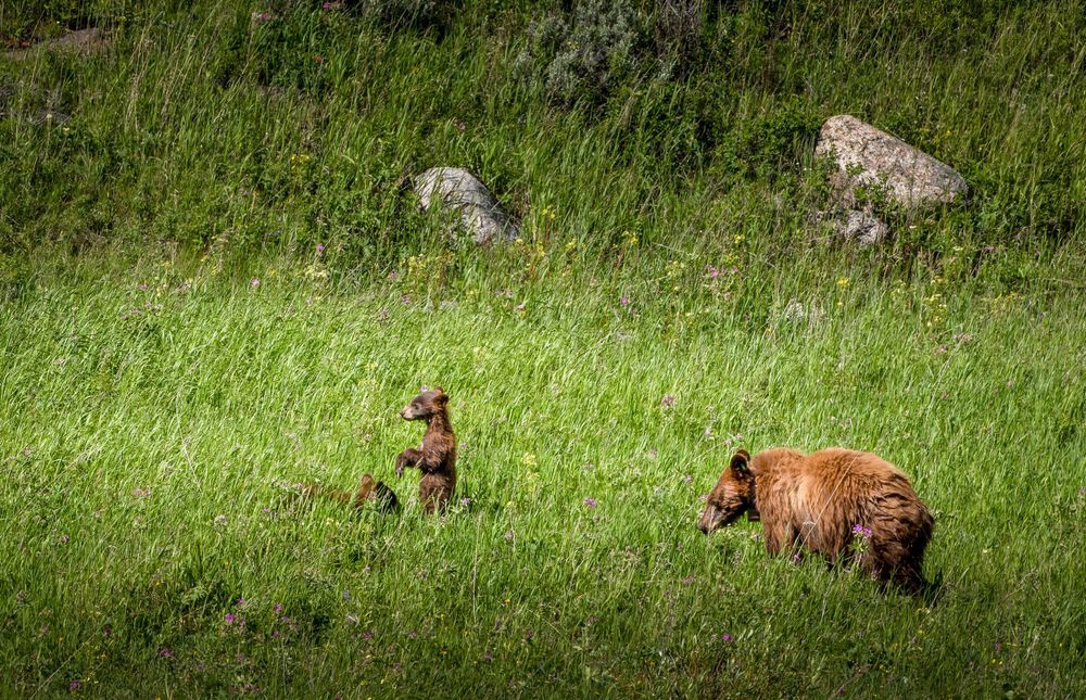 Cub Scouts
