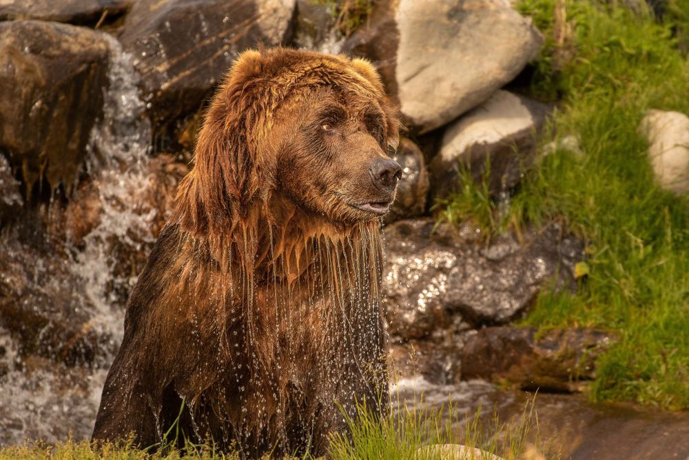 Grizzly Waterfall