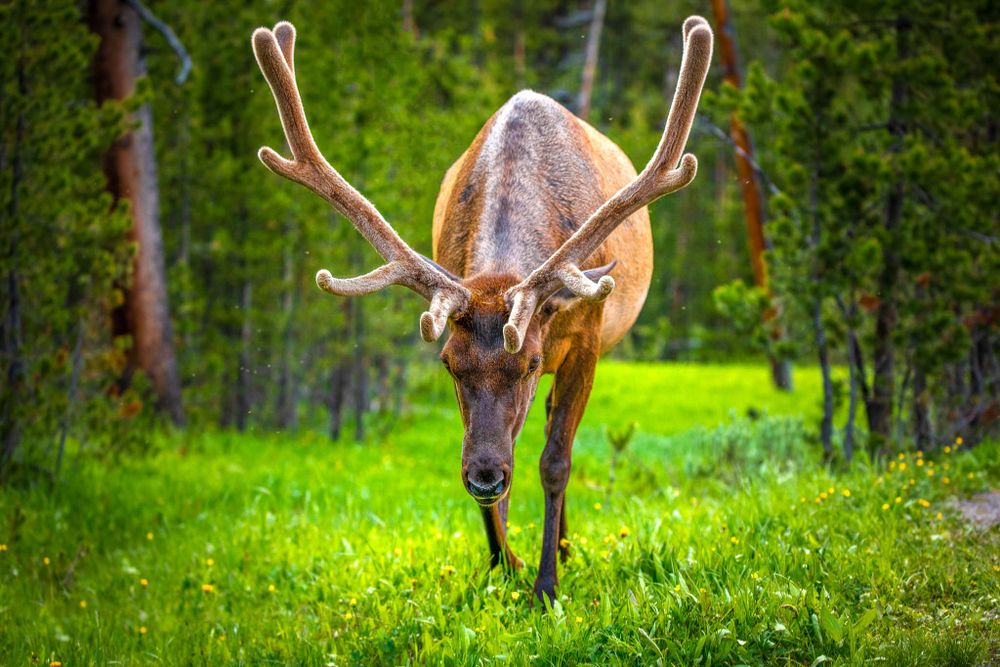Velvet Elk