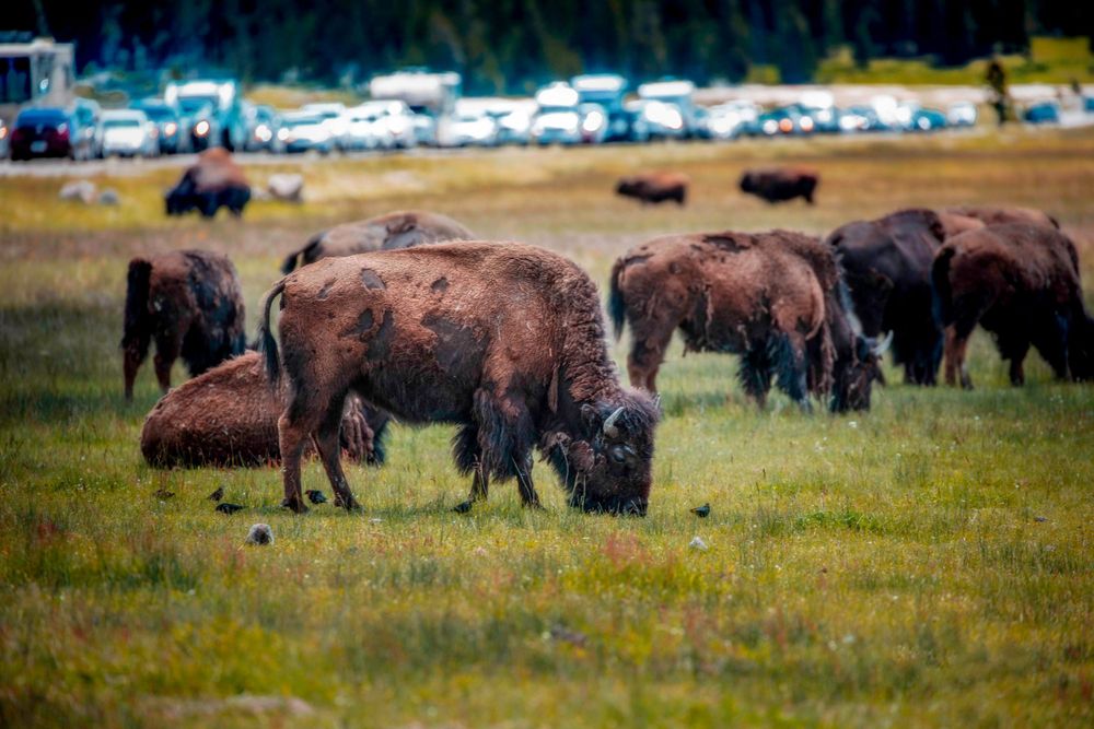 Welcome to Yellowstone