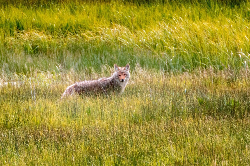 Yellowstone Coyote