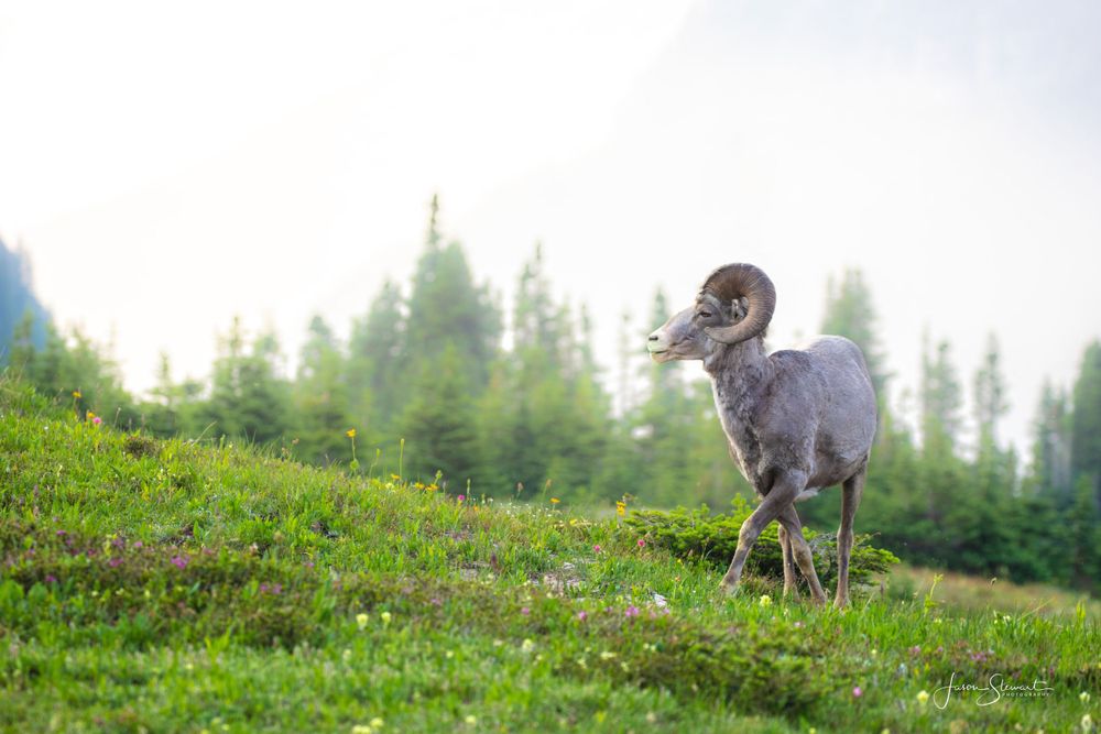 Big Horn Sheep