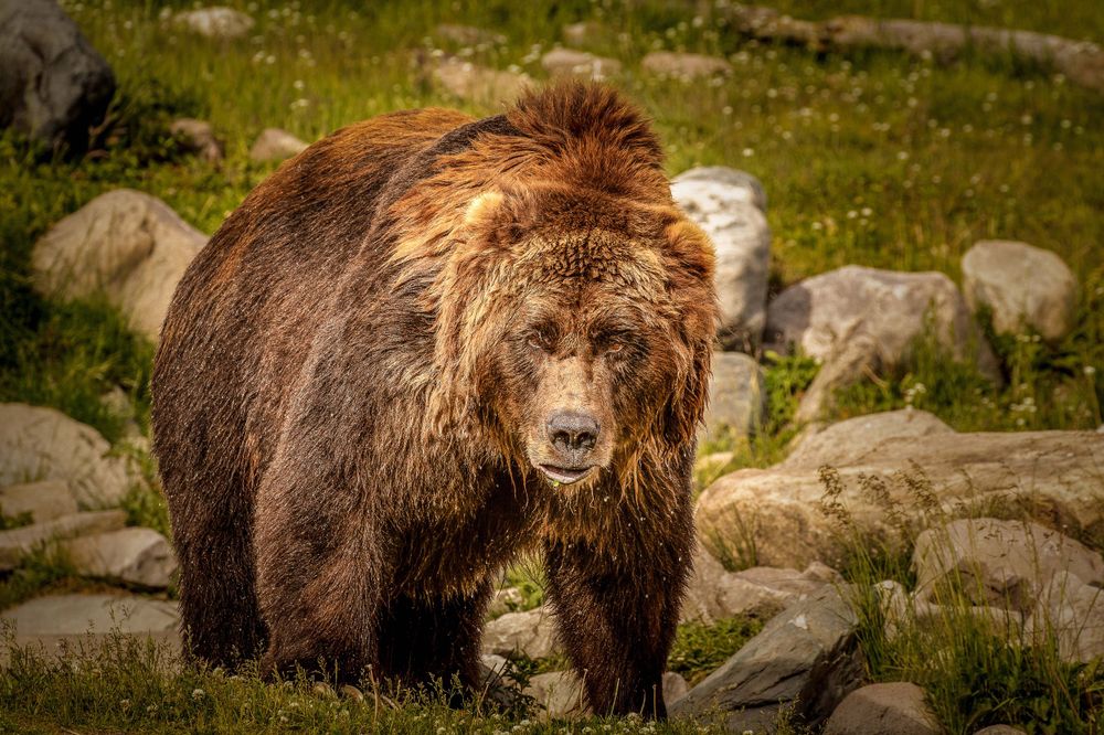 Grizzly Tough