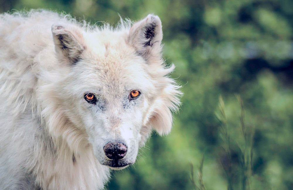 The White Wolf