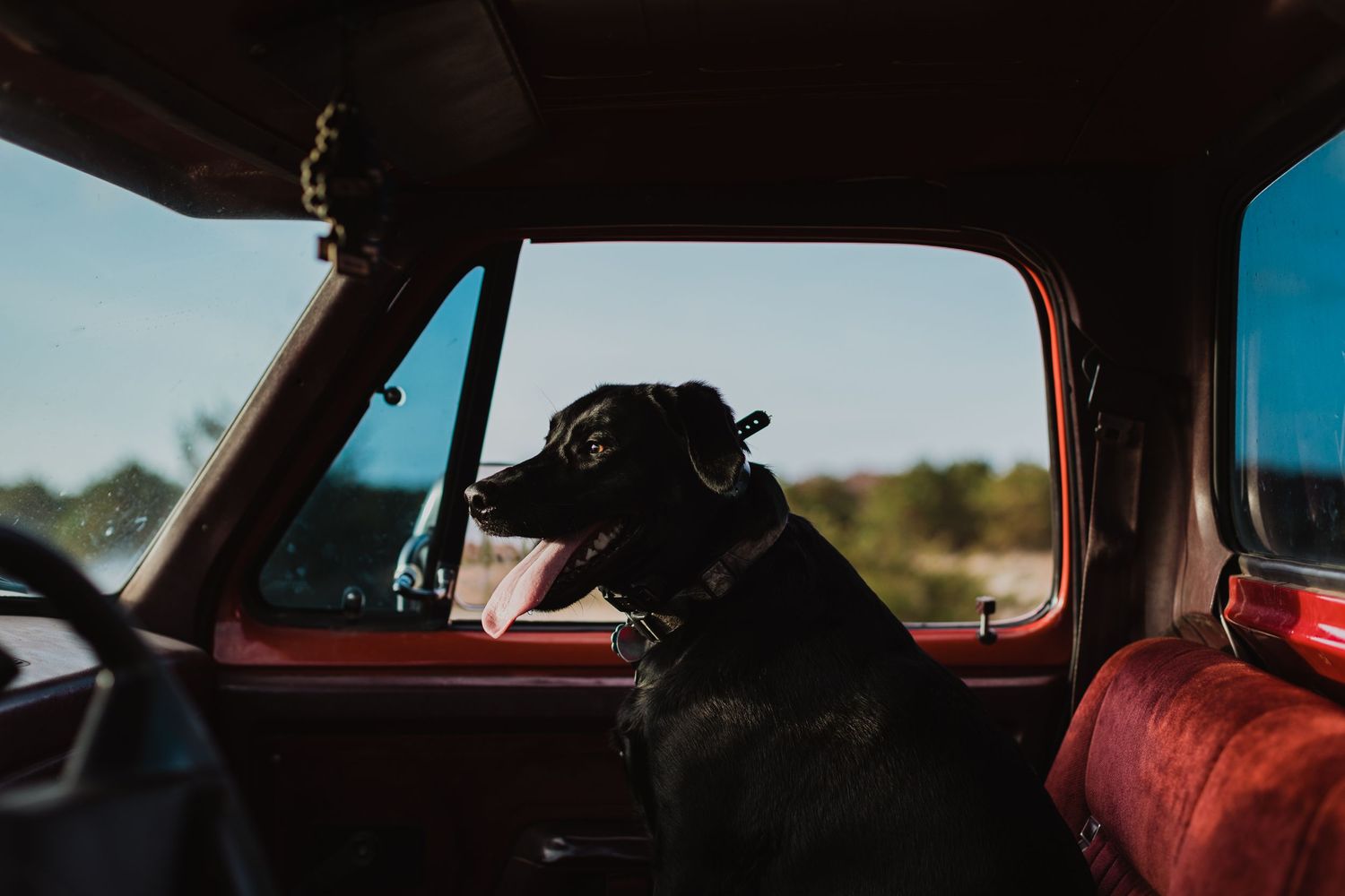 Black dog sitting in passenger seat of vintage red truck looking out window.