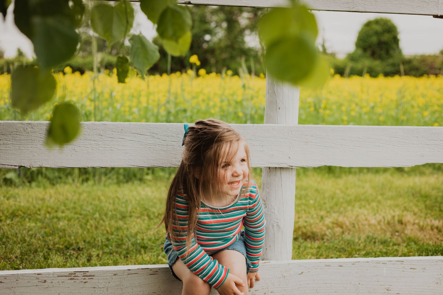 Someone sitting on white fence with sunflower field in background.