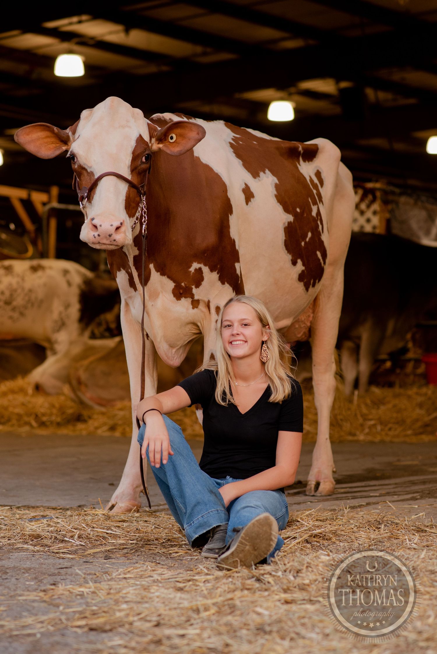 A brown and white Holstein cow stands tall in a barn while a person sits casually on hay-covered floor.