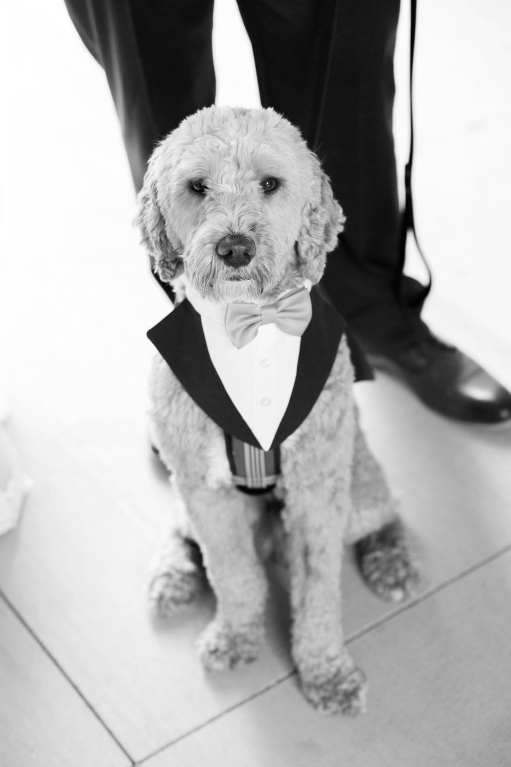 Dog ready for wedding at Jorgensen Farms in Westerville, Ohio.