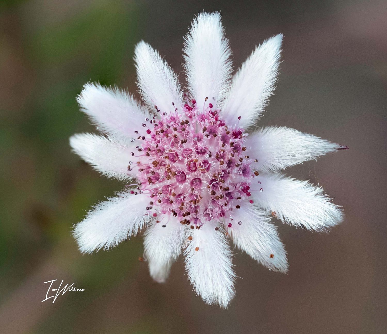 Pink Flannel Flower, Blue Mountains