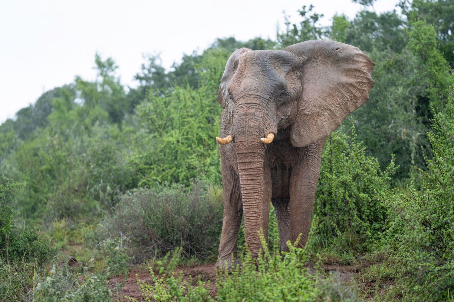 Group of African elephants walking through lush green vegetation in their natural habitat.