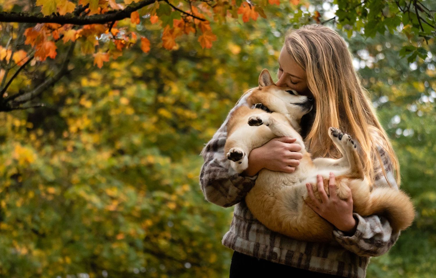 Menneskets beste venn, Shiba Inu, Aiko, hundefotografi