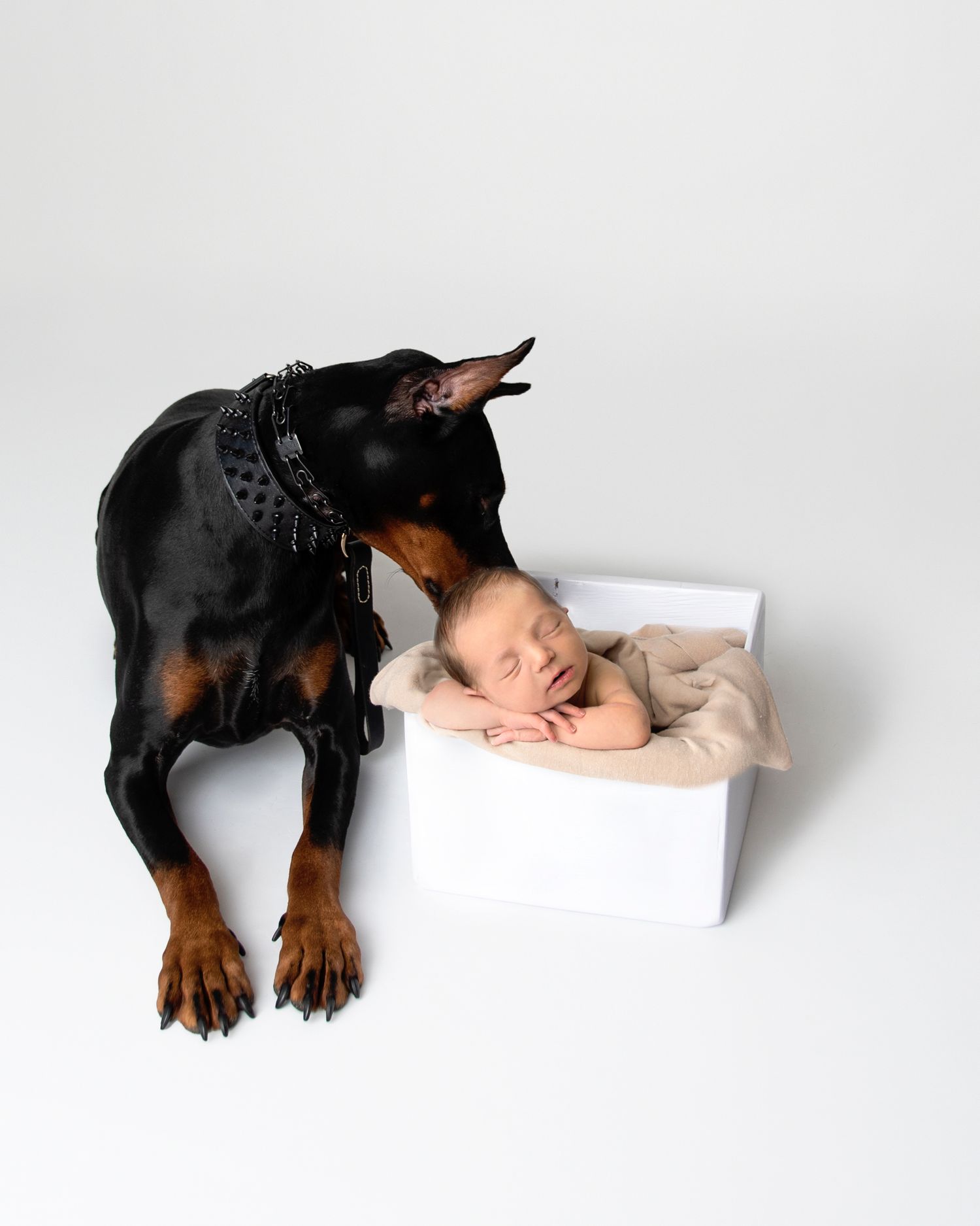 Newborn Crew with Doberman Puppy | Cleveland Ohio