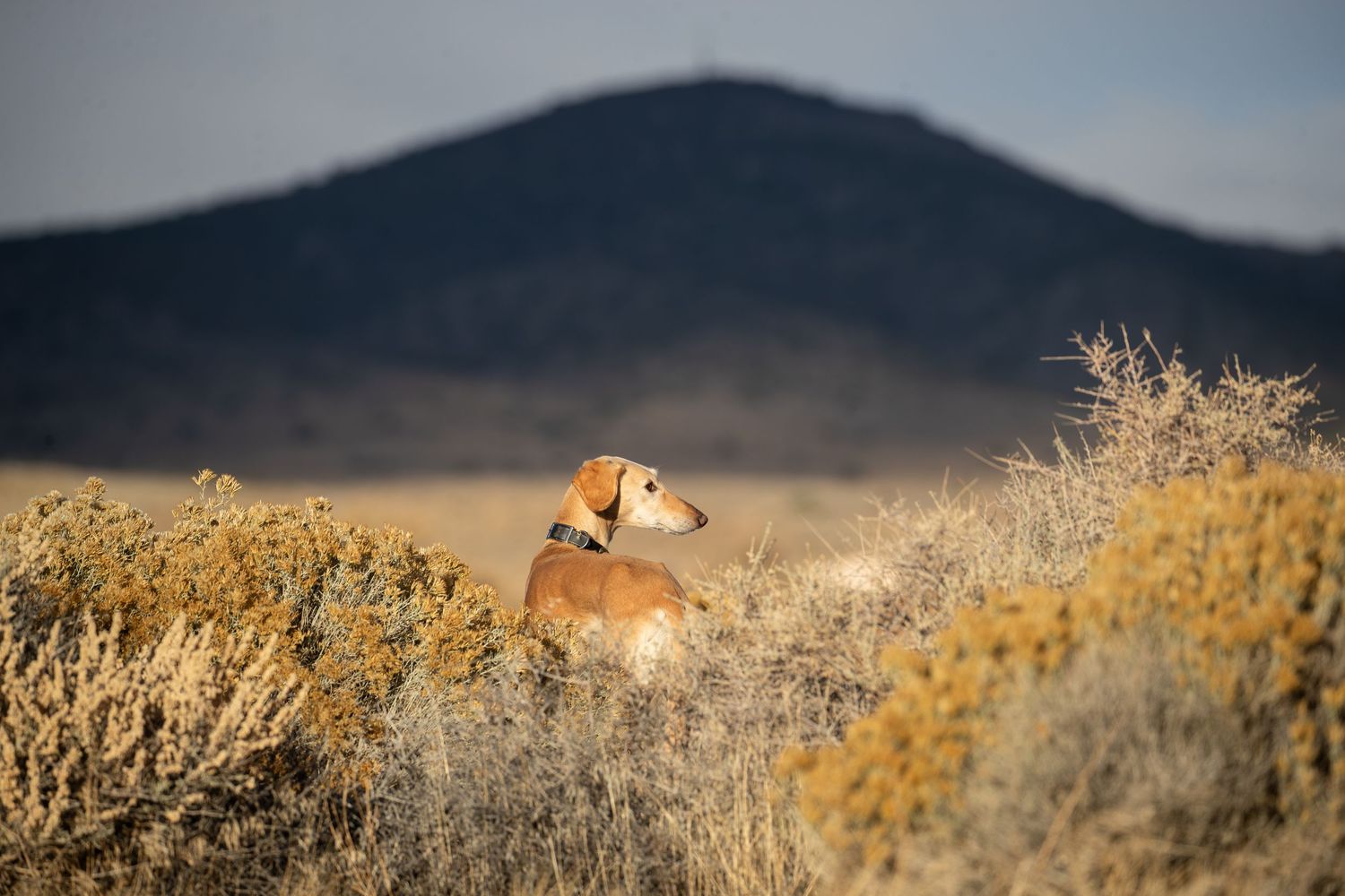 Smoot golden saluki standing in dry golden shrubs in front of Nevada mountains.