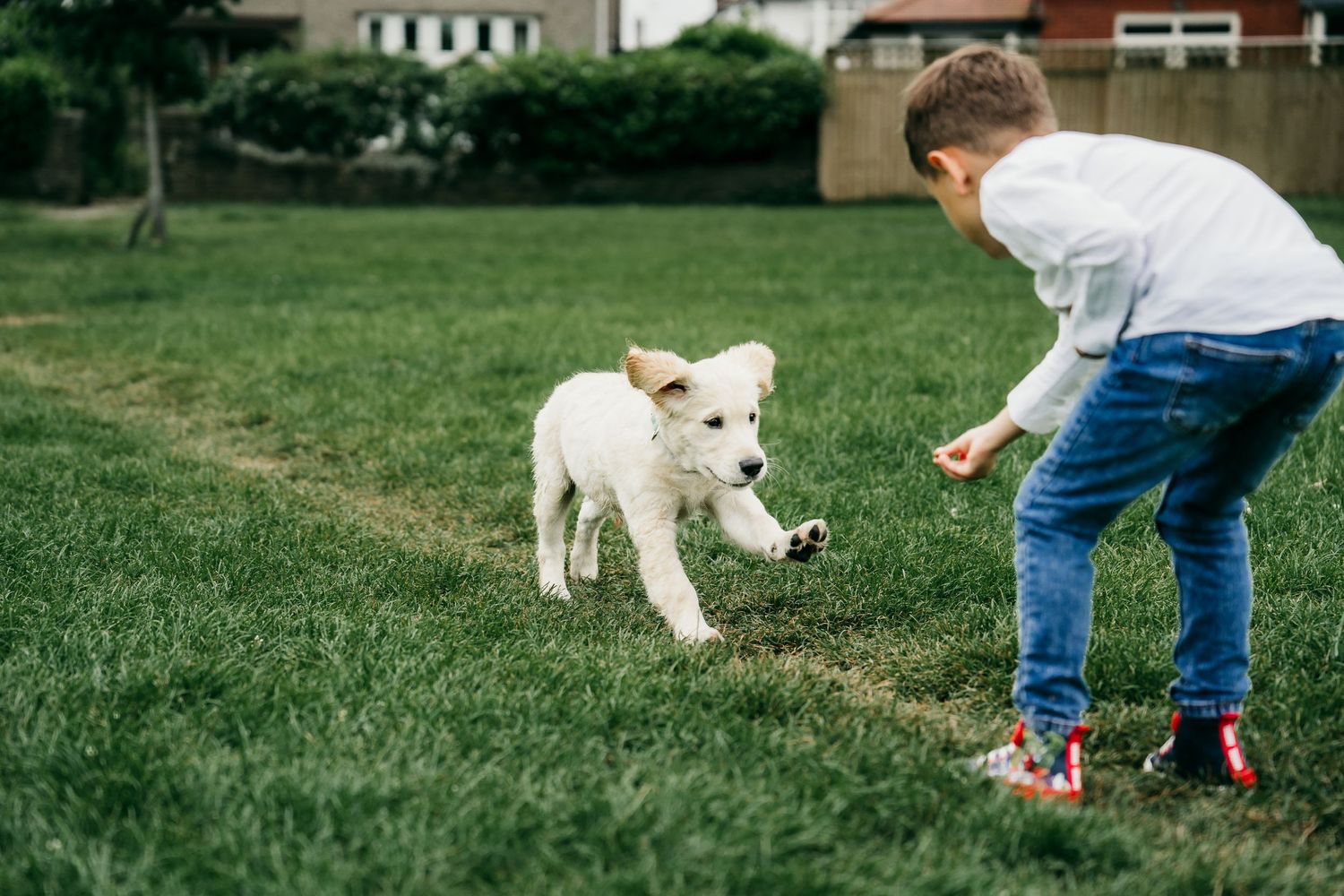 Harrogate Dog Photographer