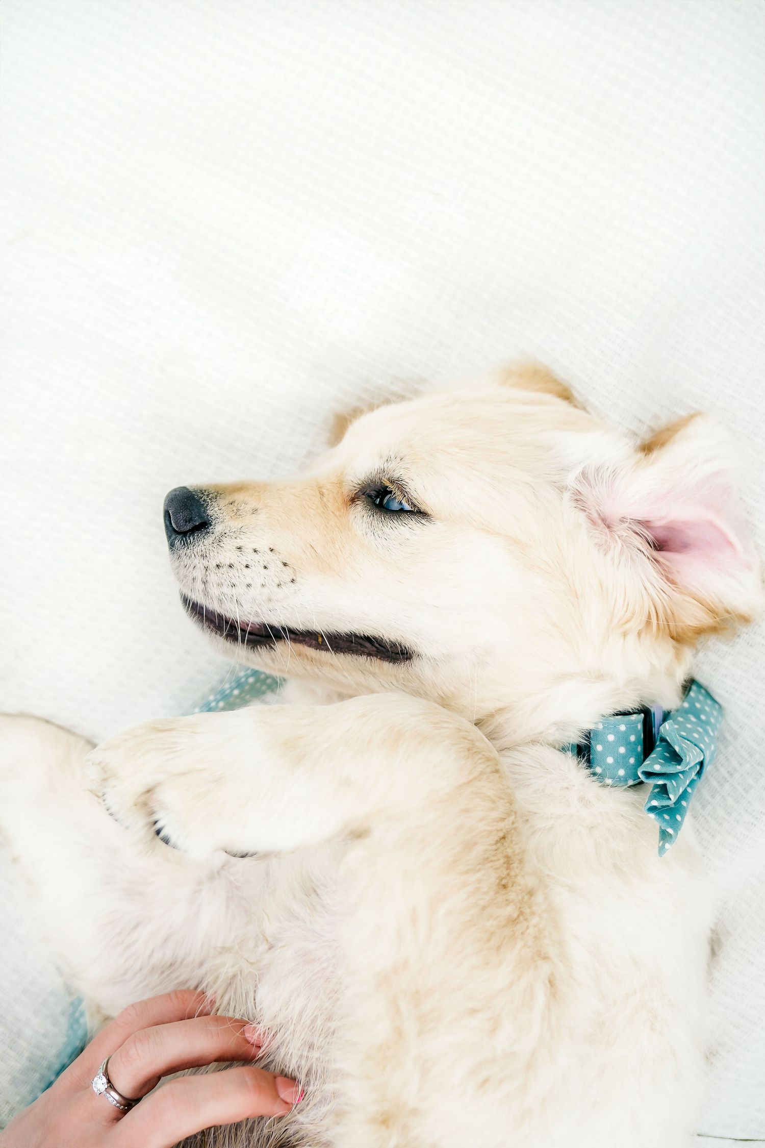 Harrogate Dog Photographer