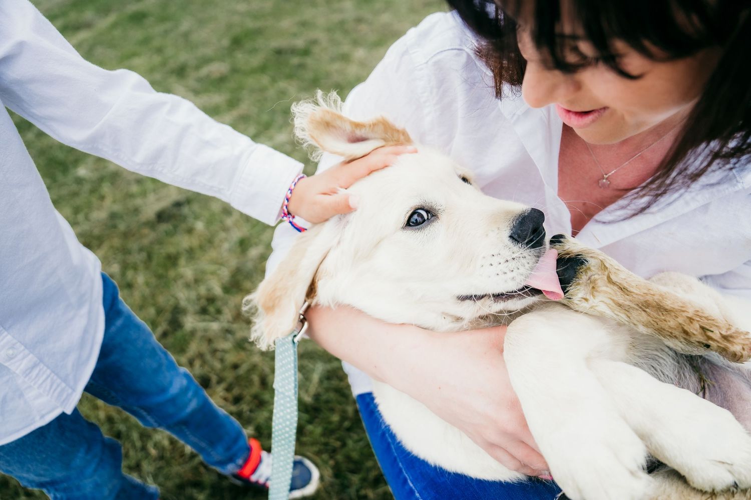 Harrogate Dog Photographer