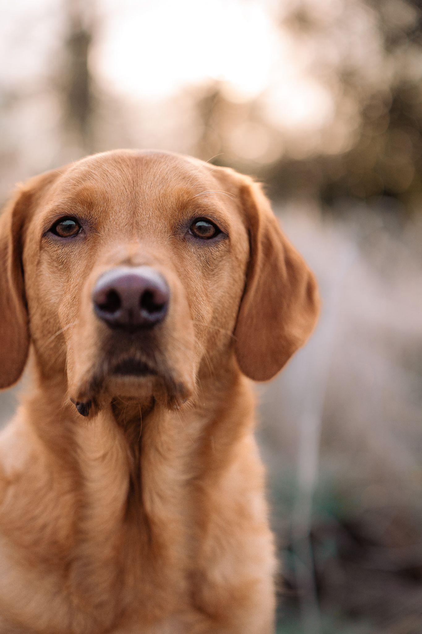 Dog Portrait Photography Harrogate