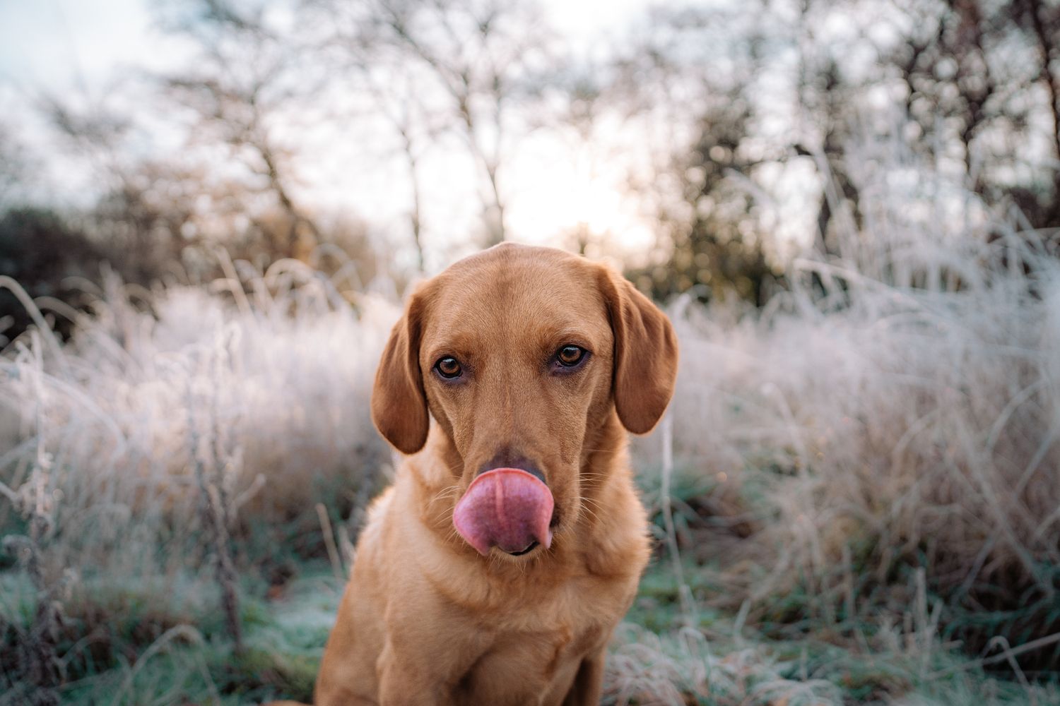 Harrogate Dog Photography
