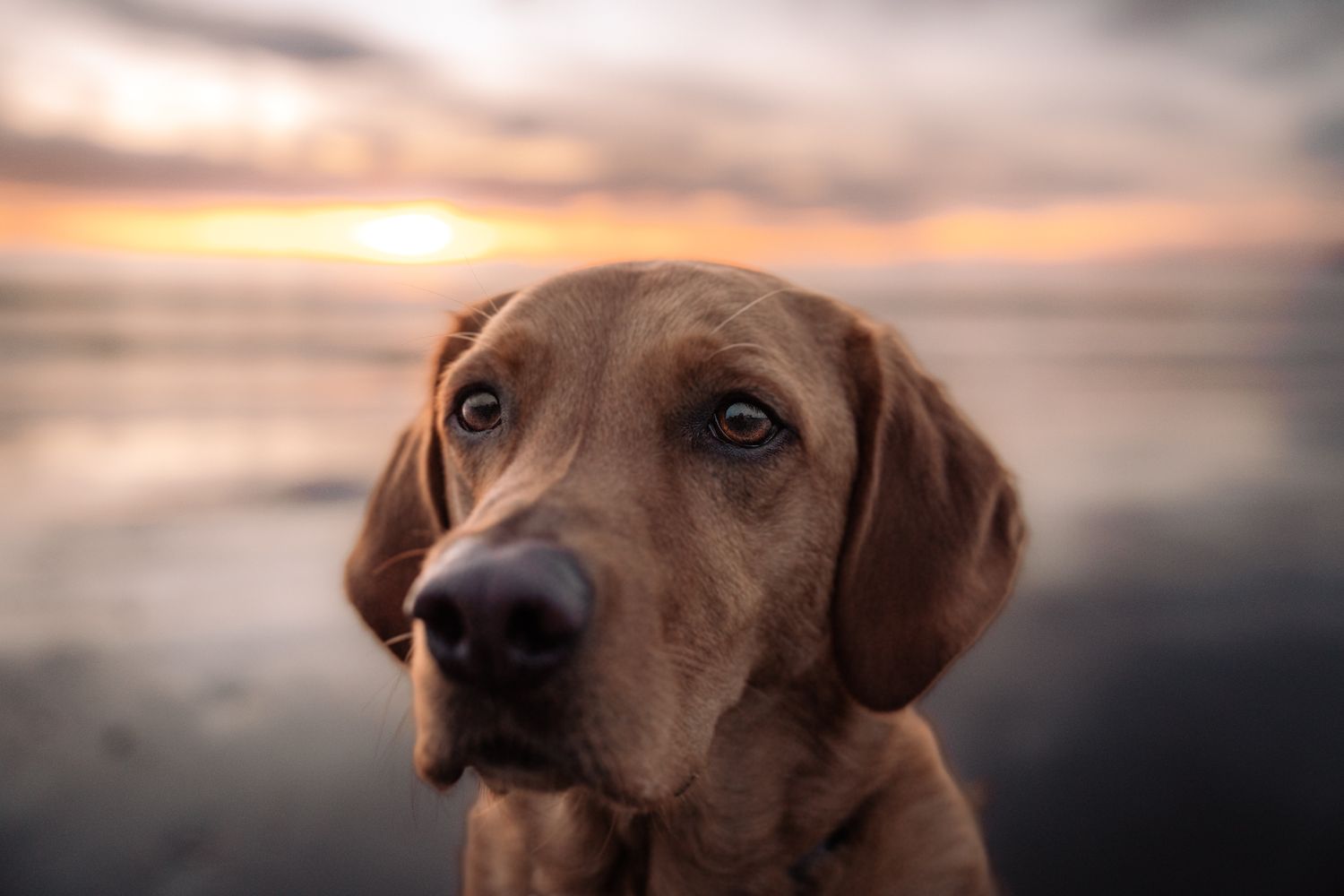 Harrogate Dog Photography