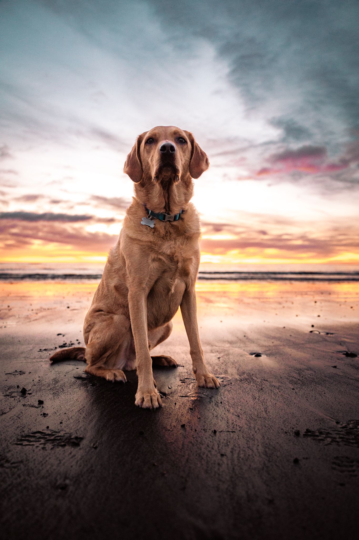 Harrogate Dog Photography