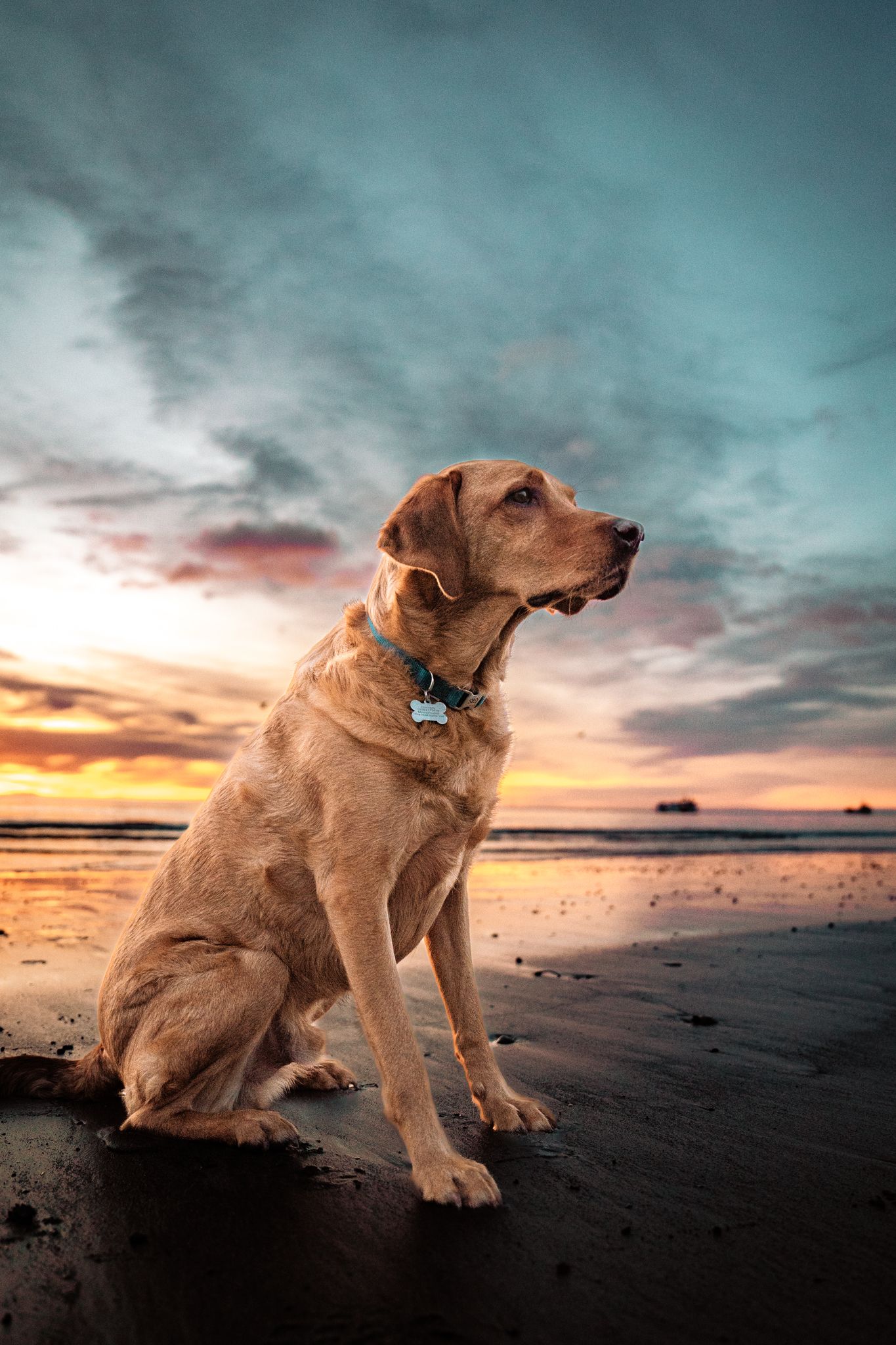 Harrogate Dog Photography