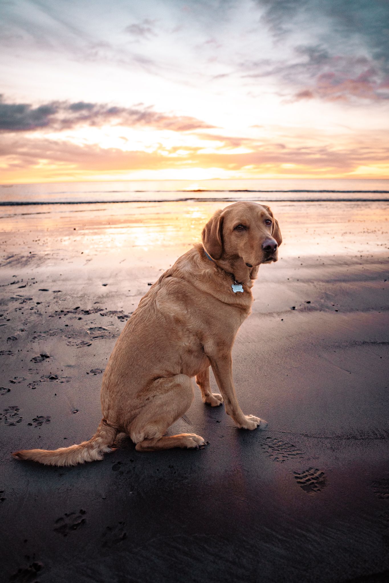 Harrogate Dog Photographer