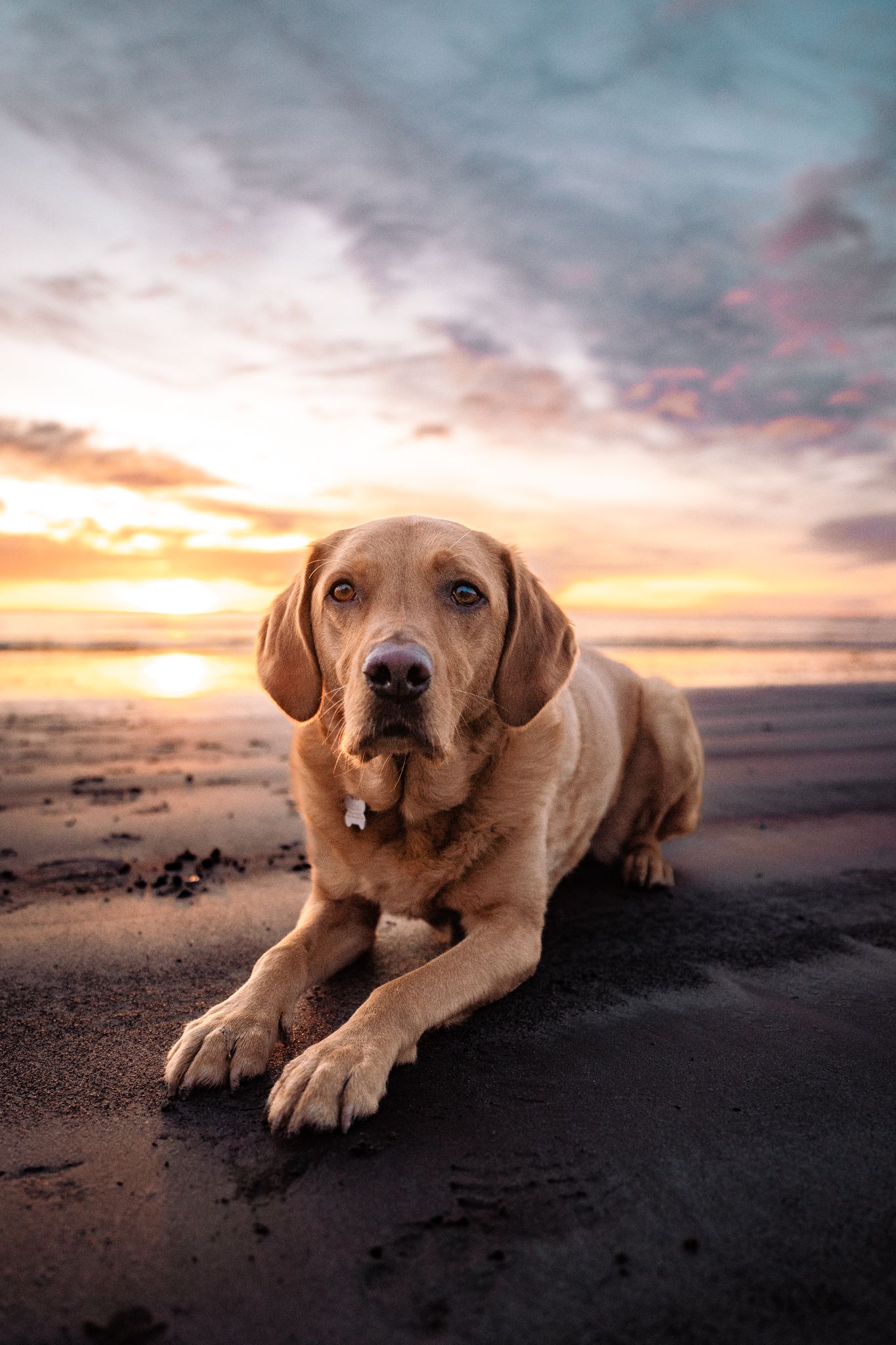 Harrogate Dog Photography