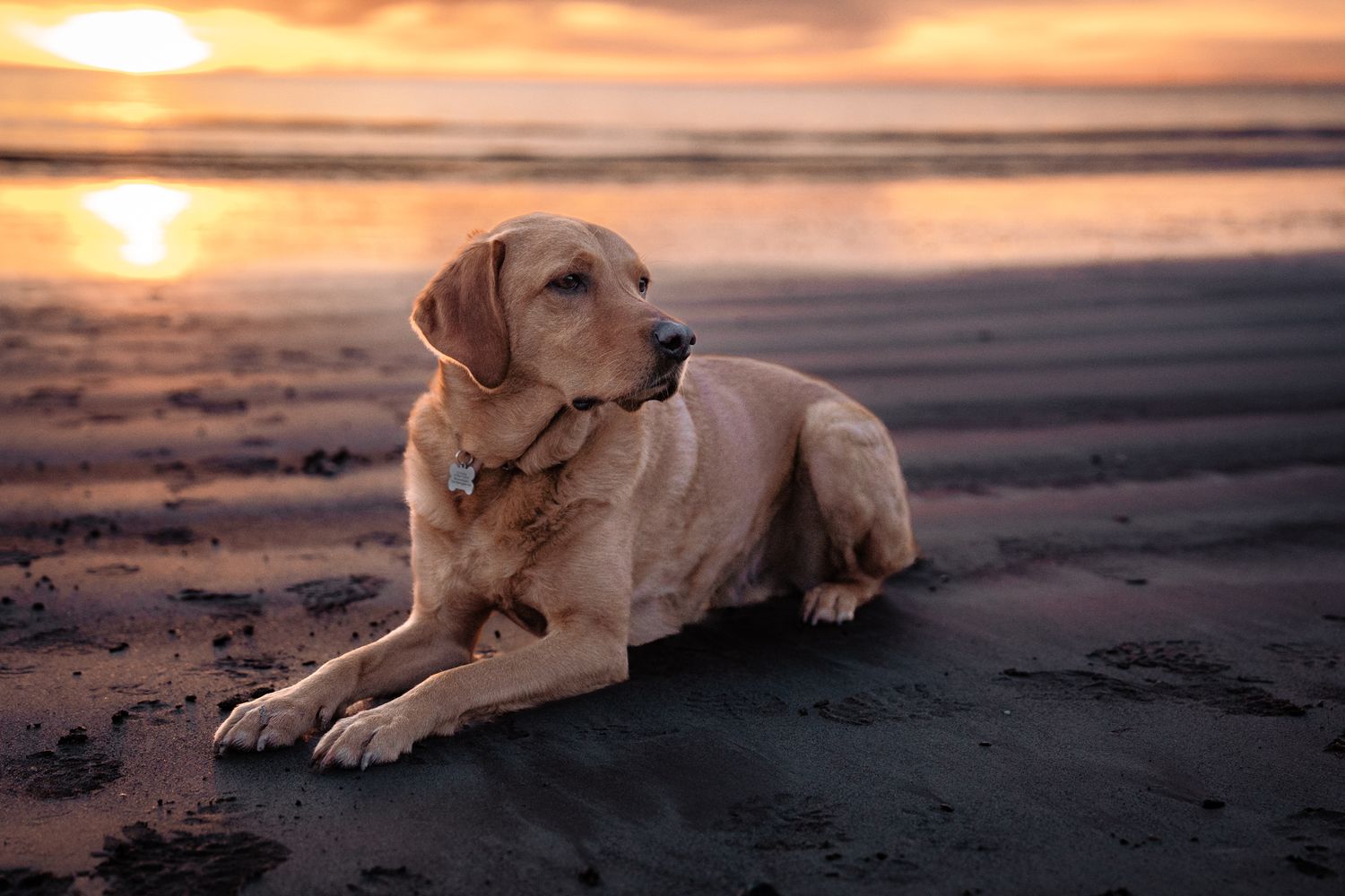 Rachel Donnelly Photography