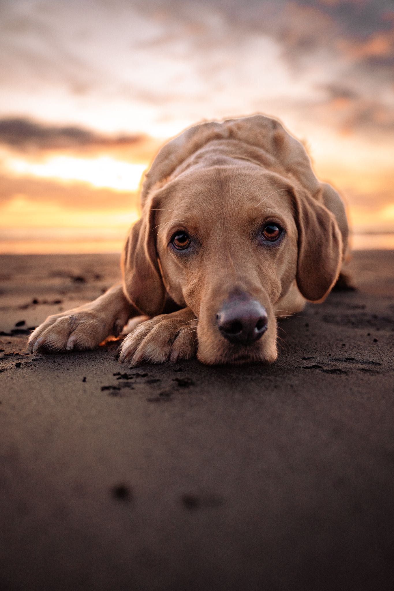 Rachel Donnelly Dog Photography