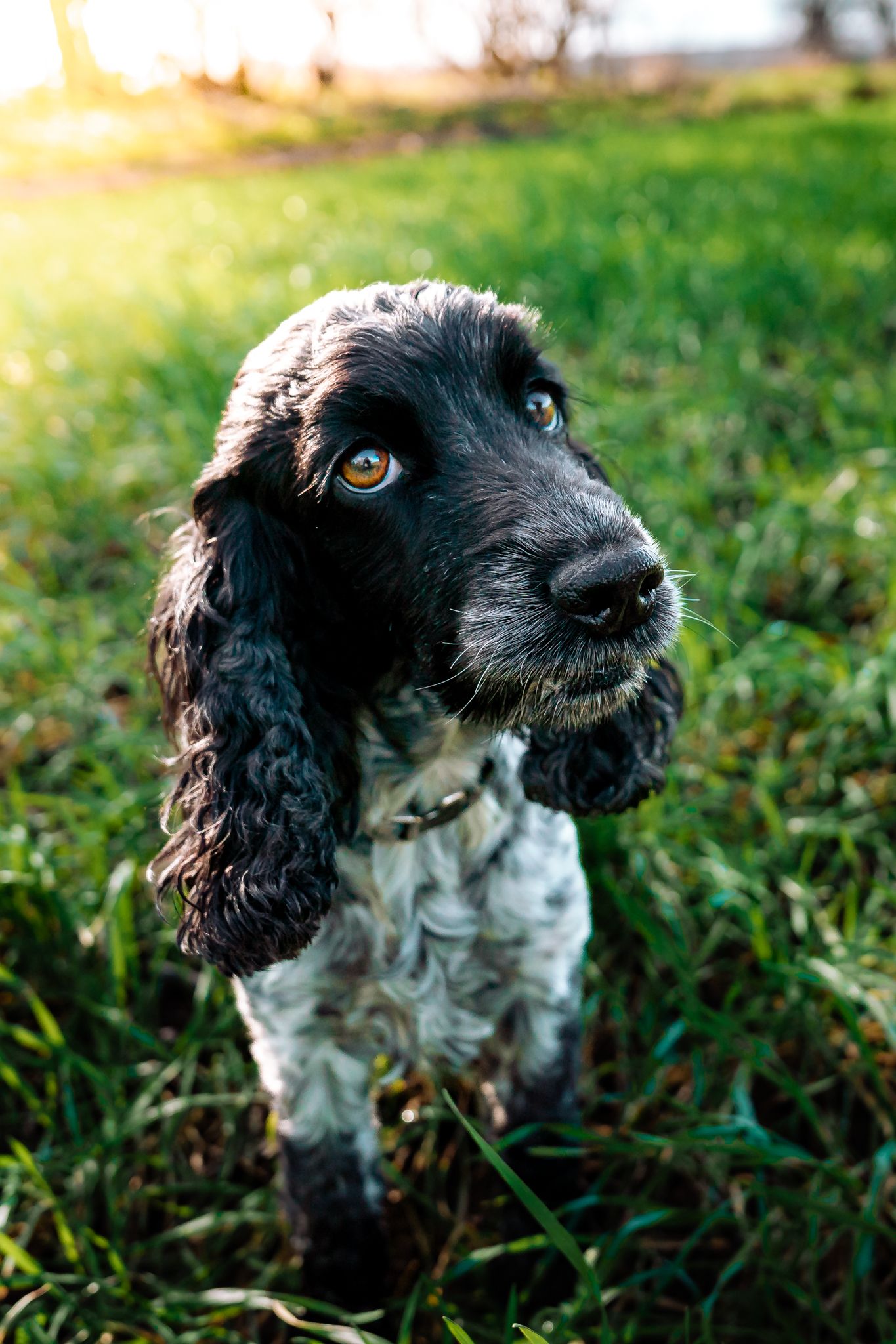 Rachel Donnelly Dog Photography
