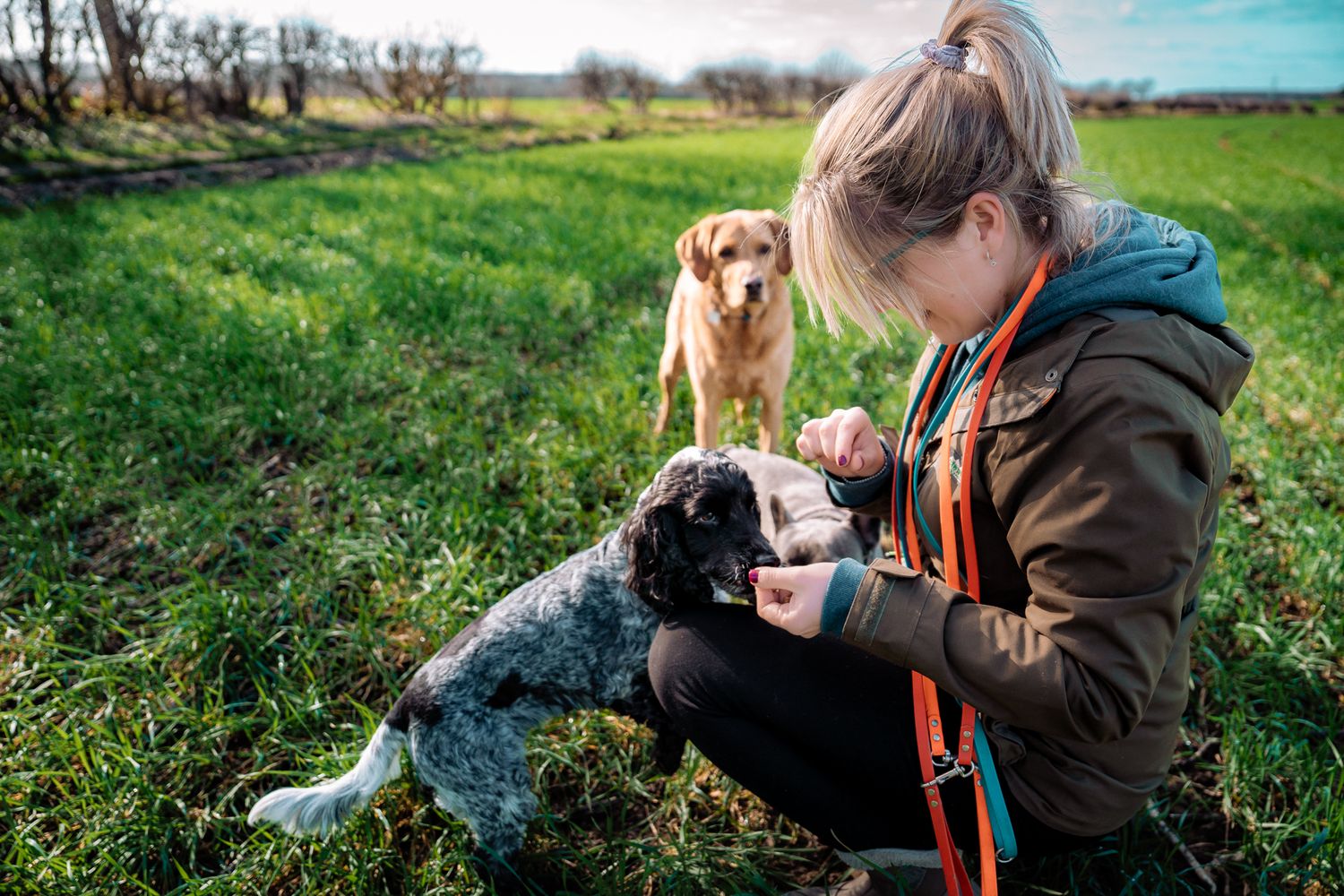 Knaresborough Dog Photography