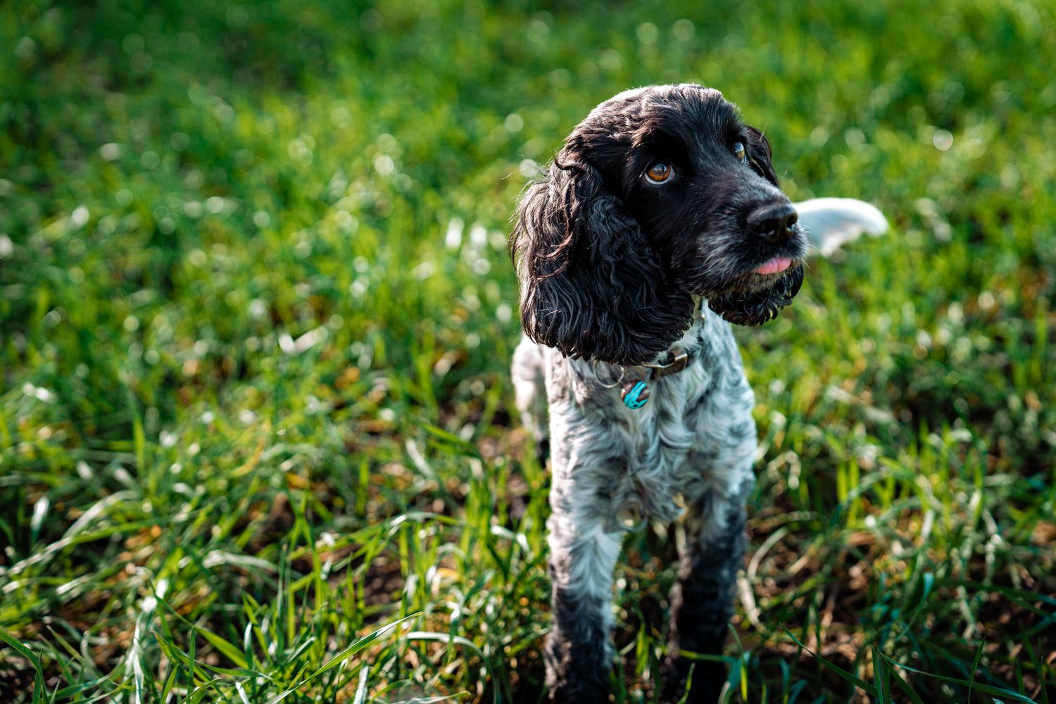 Spaniel Dog Photography Harrogarte