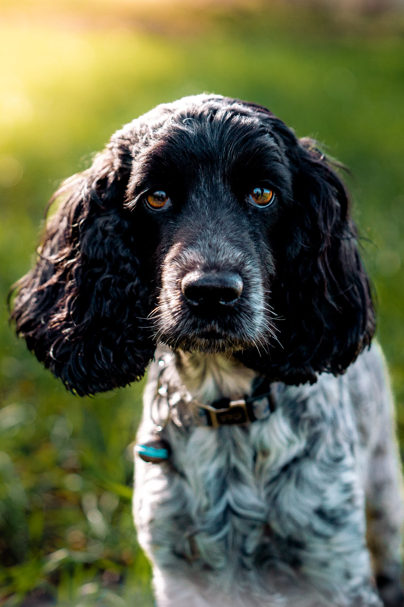 Harrogate Dog Photography