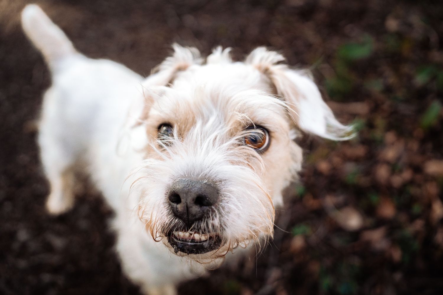 Rachel Donnelly Family and Dog Photographer