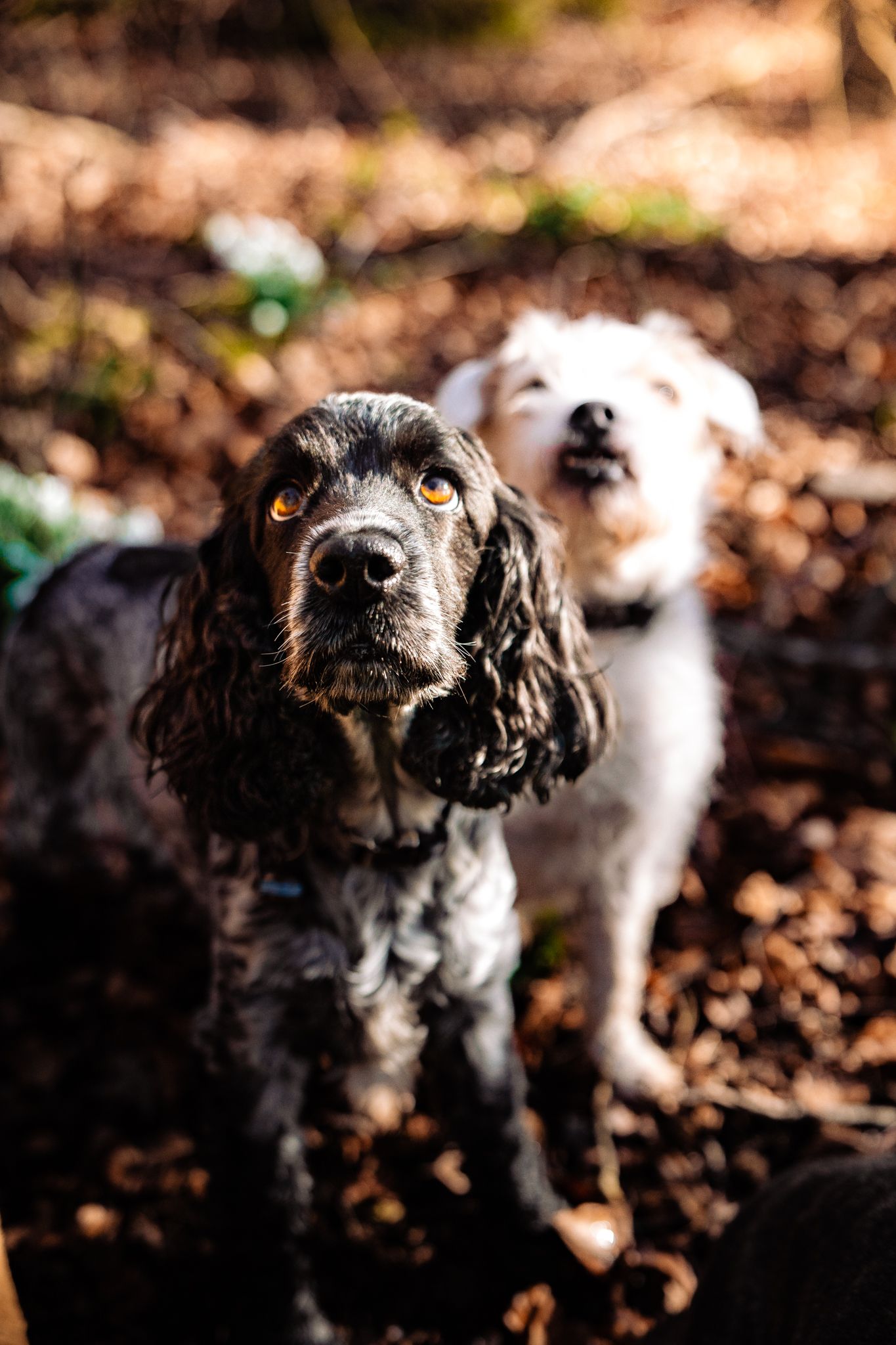 Dog Photography Yorkshire
