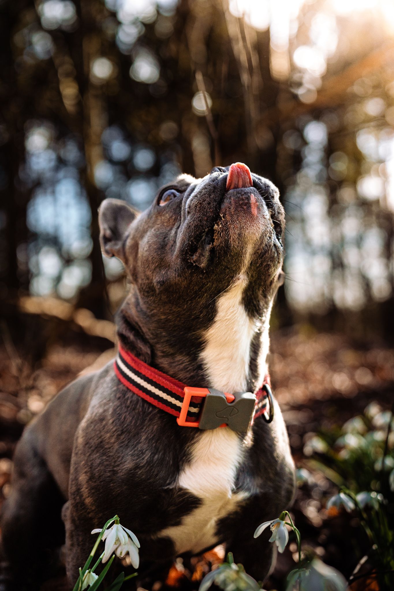Dog Photographer Harrogate