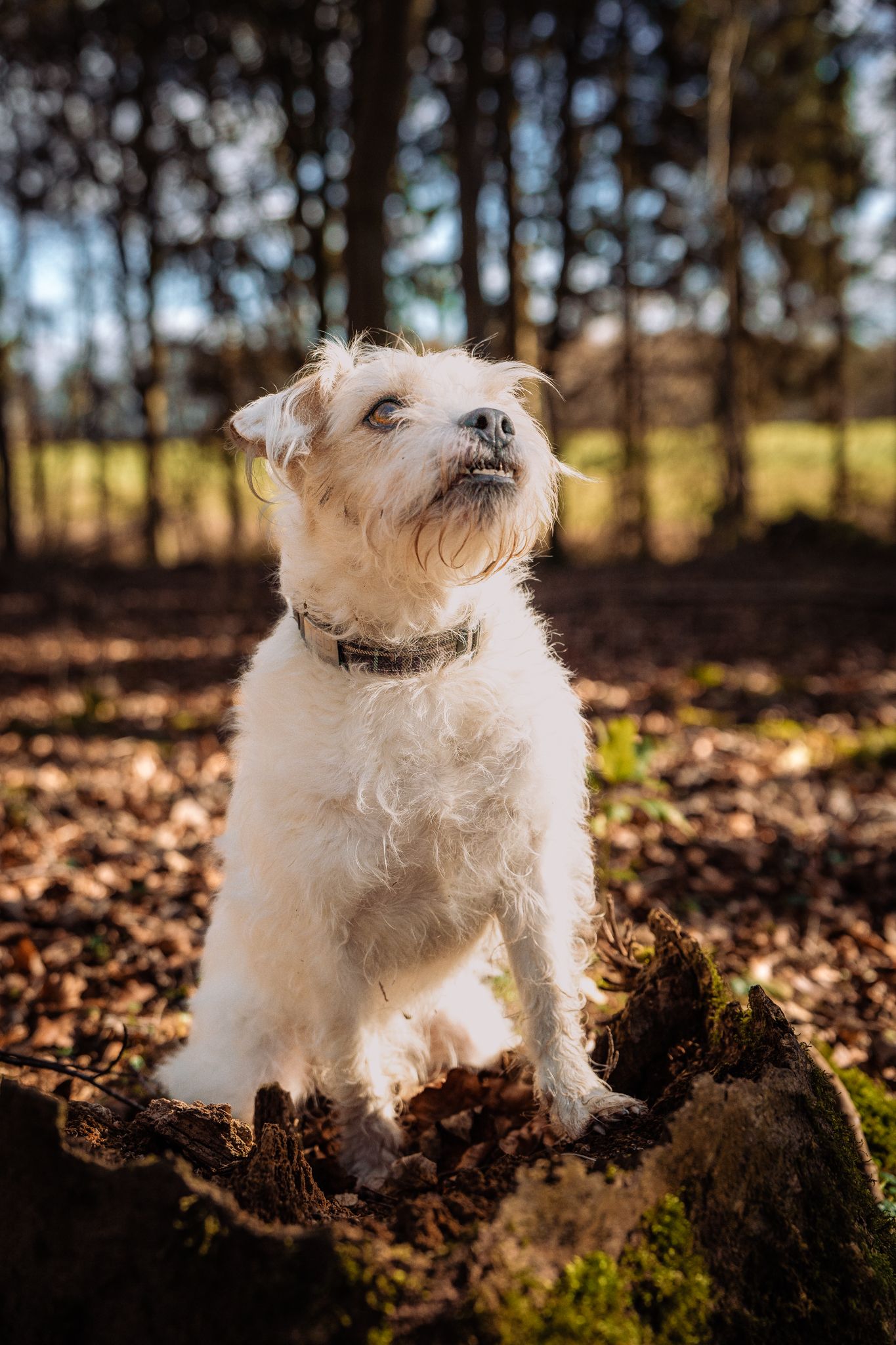 Rachel Donnelly Dog Photographer Harrogate