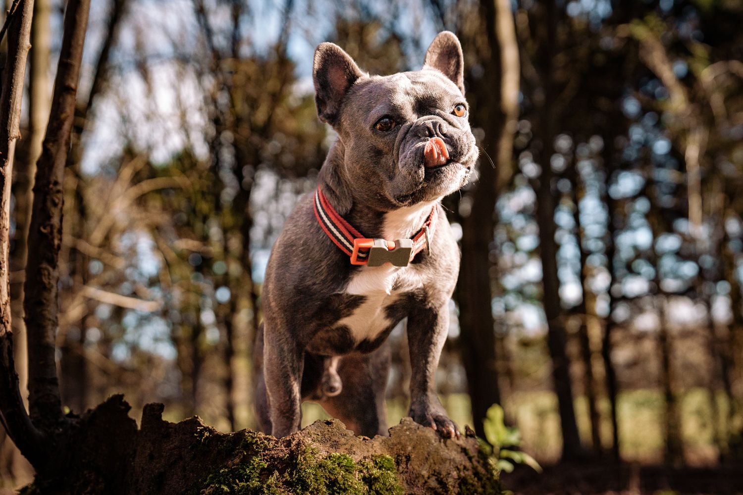 Harrogate Dog Photography