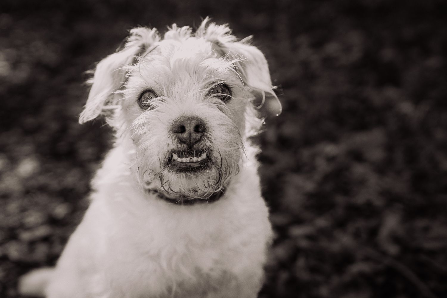 Harrogate Dog Photography